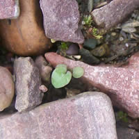 Campanula rotundifolia germinant